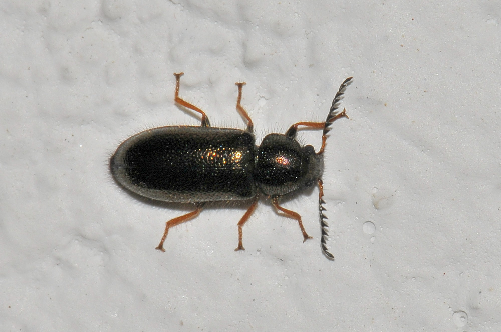 Aplocnemus chalconatus (cf.) (Dasytidae)